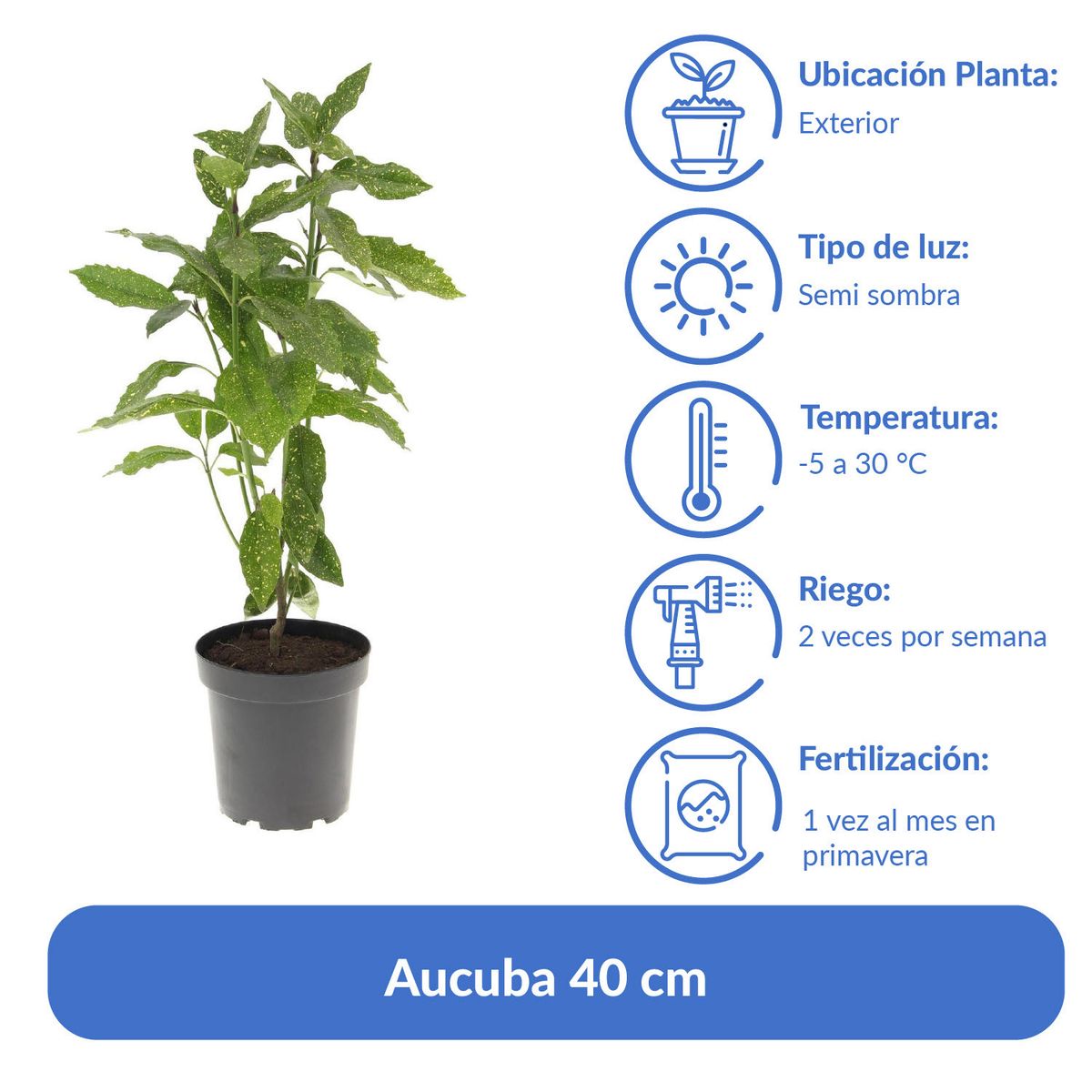 VIVERO LOS BOLDOS - Aucuba 40 cm Natural CT26