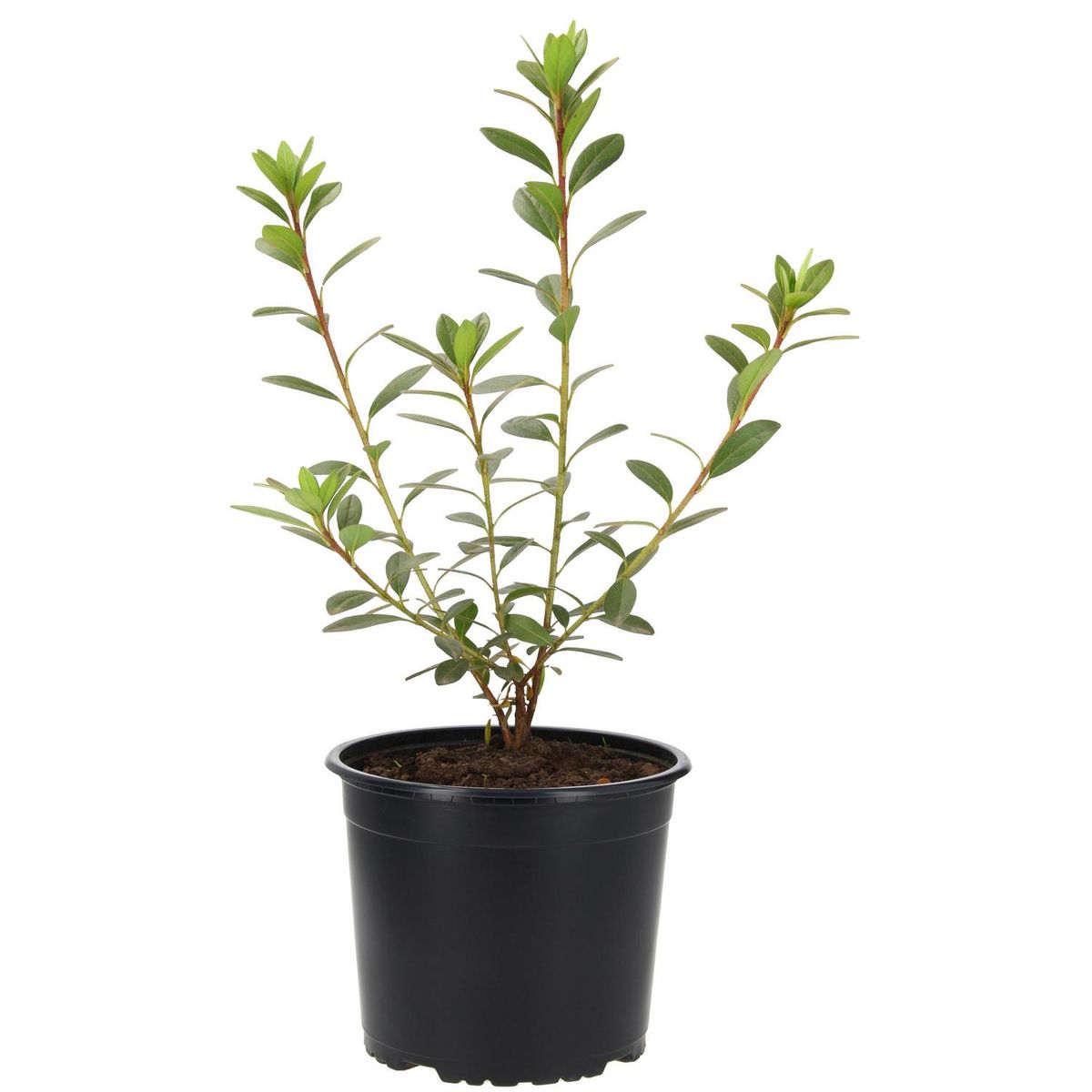 VIVERO LOS BOLDOS - Azalea 20 cm Natural CT19