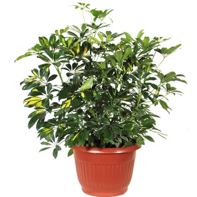 Schefflera Compacta  Natural CT