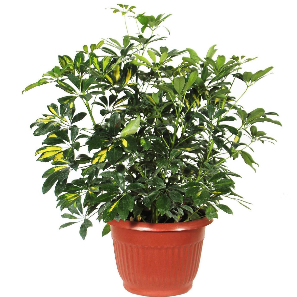 VIVEROS HIJUELAS - Schefflera Compacta Natural CT