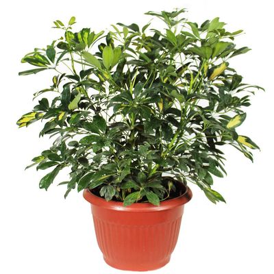 Imagen 2 del producto Schefflera Compacta Natural CT