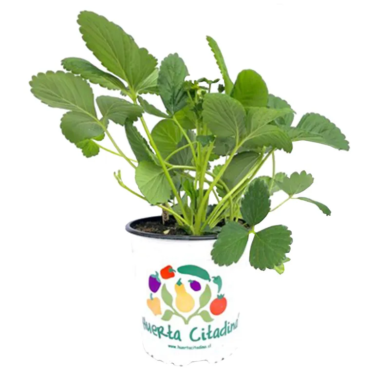 Frut Strawber Deliz 20 cm Natural CT17
