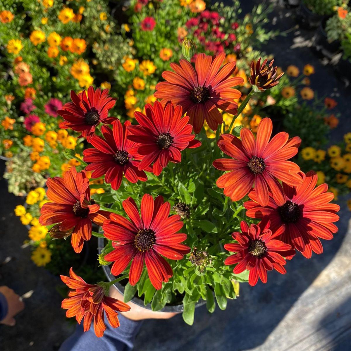 FLORES DE MI TIERRA - Garden Osteos B/Eyed 35 cm Natural CT15