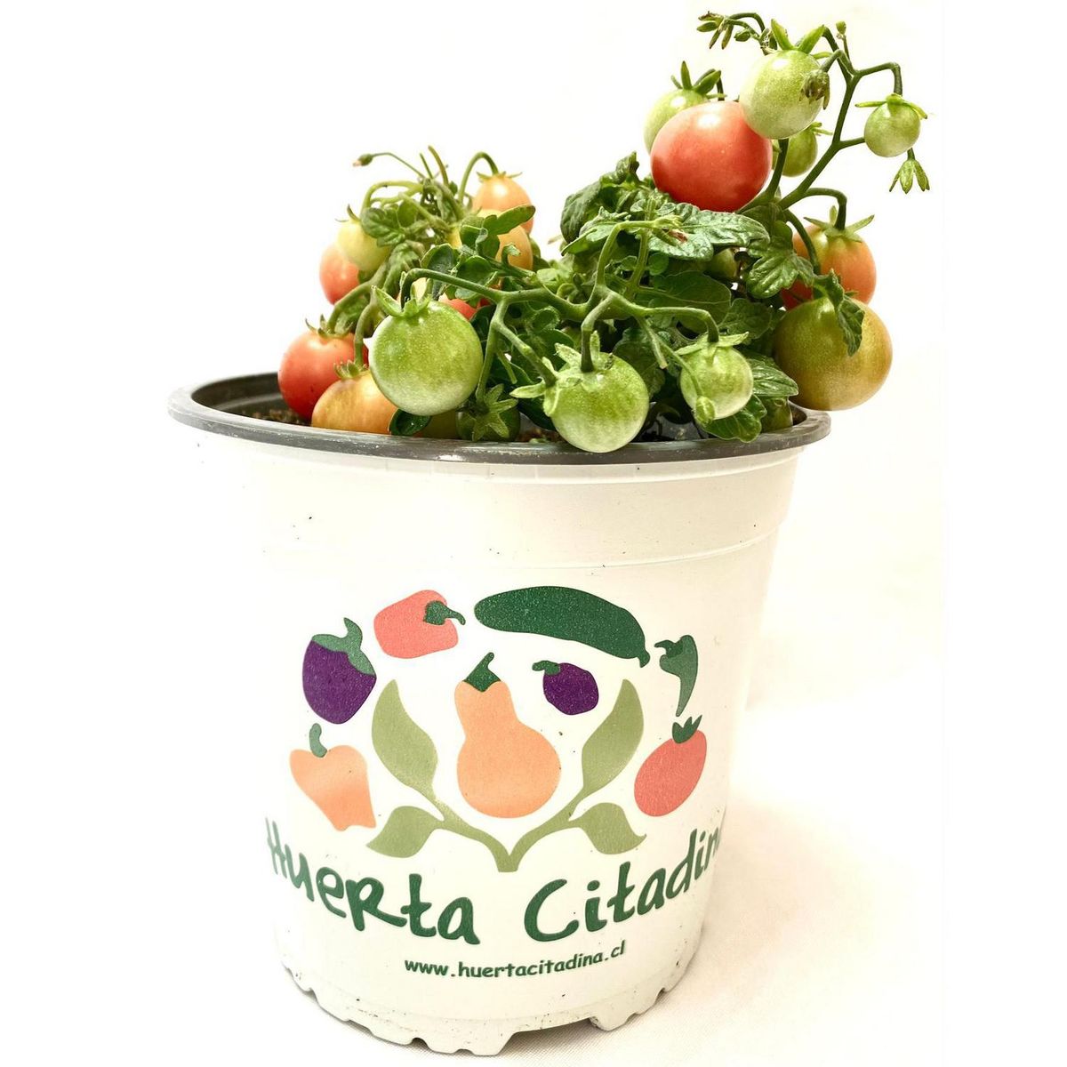 FLORES DE MI TIERRA - Tomate Tumbling Tom Yellow 20 cm Natural CT17