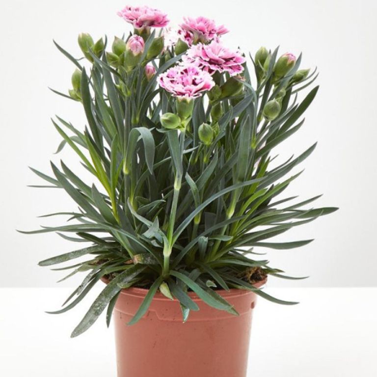 Clavelina Corona 15 cm Natural CT13