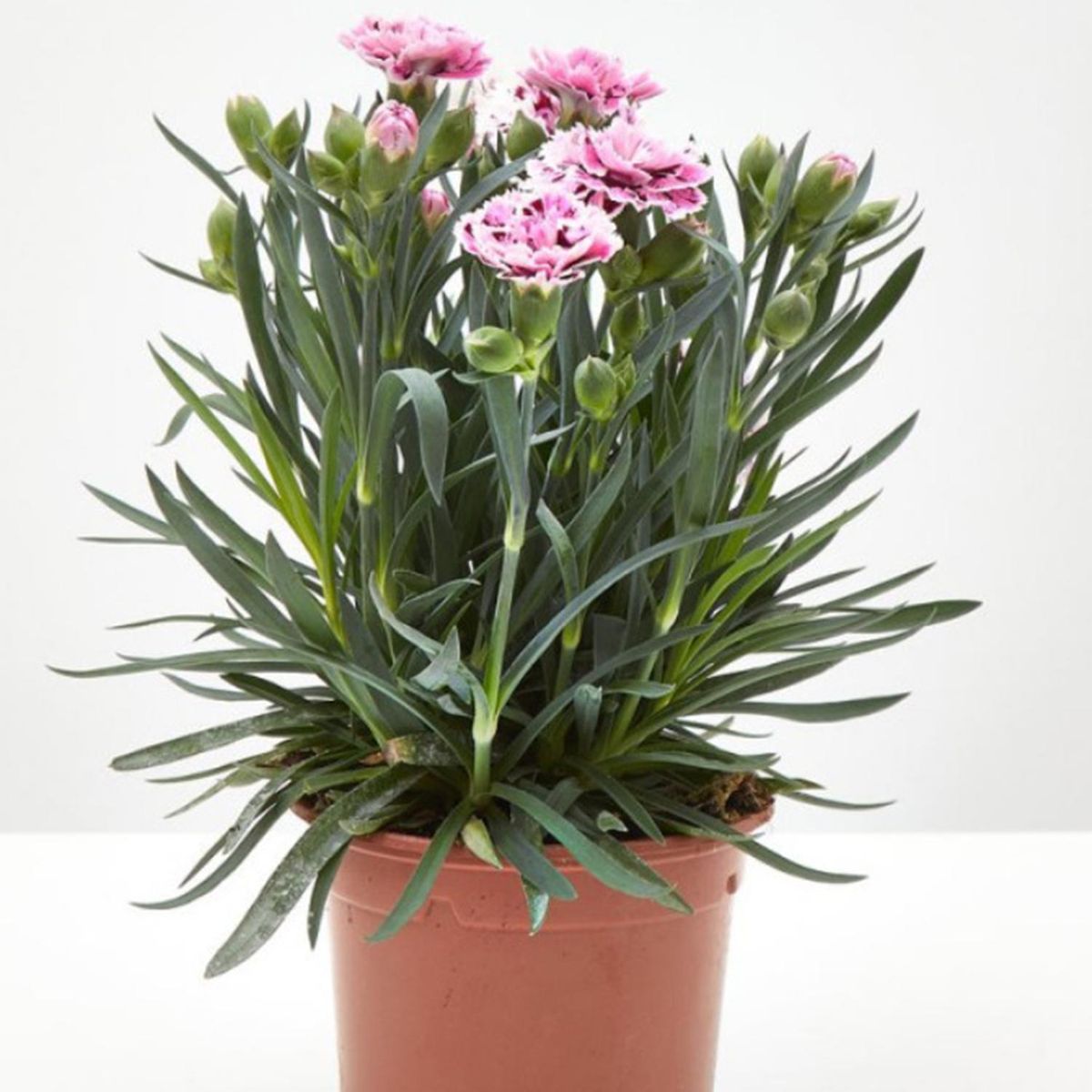 FLORES DE MI TIERRA - Clavelina Corona 15 cm Natural CT13