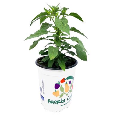 Aji Hot Fajita 25 cm Natural CT17