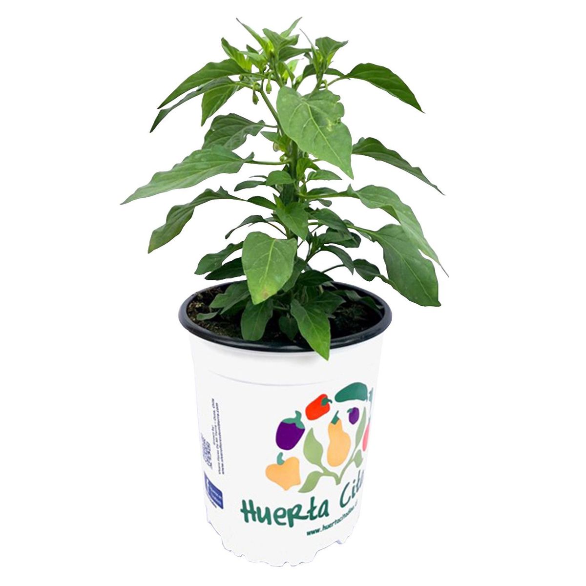 FLORES DE MI TIERRA - Aji Hot Fajita 25 cm Natural CT17