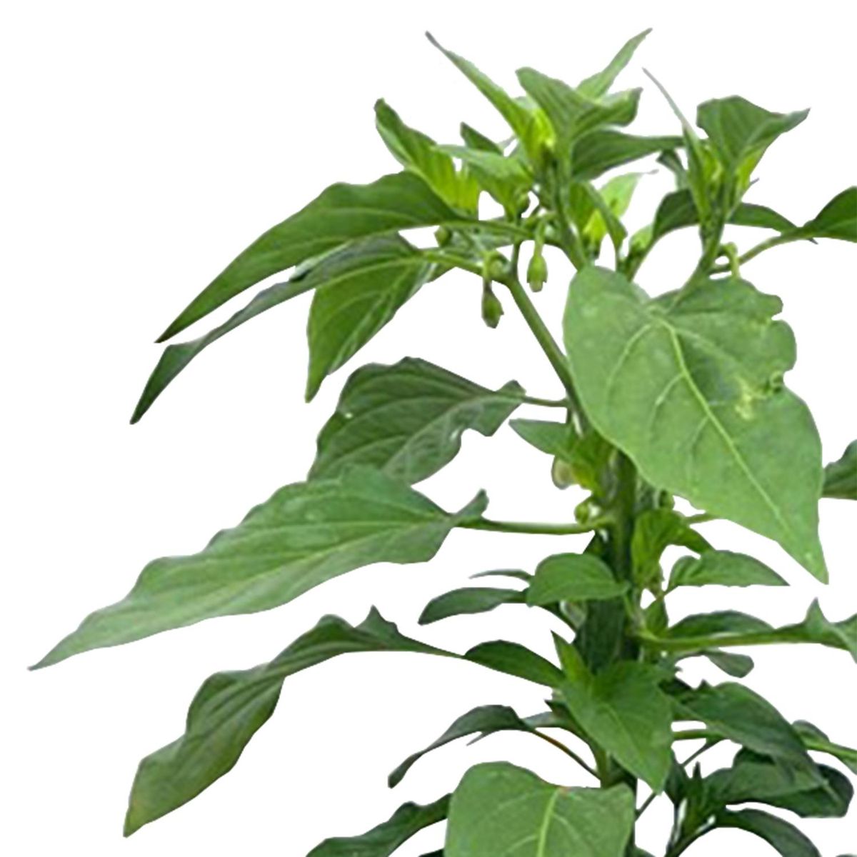 FLORES DE MI TIERRA - Aji Hot Fajita 25 cm Natural CT17