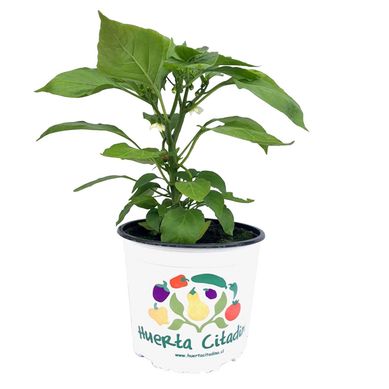 Pimentn Snack 25 cm Natural CT17