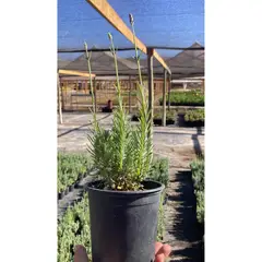 FLORES DE MI TIERRA - Lavanda Ellegance 35 cm Natural CT17