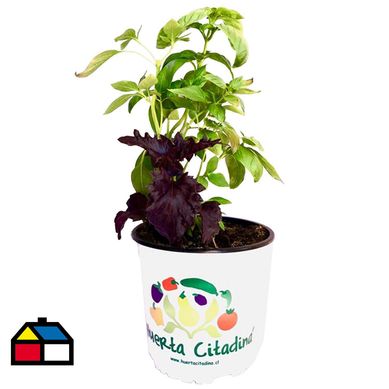 Albahaca 20 cm Natural CT14