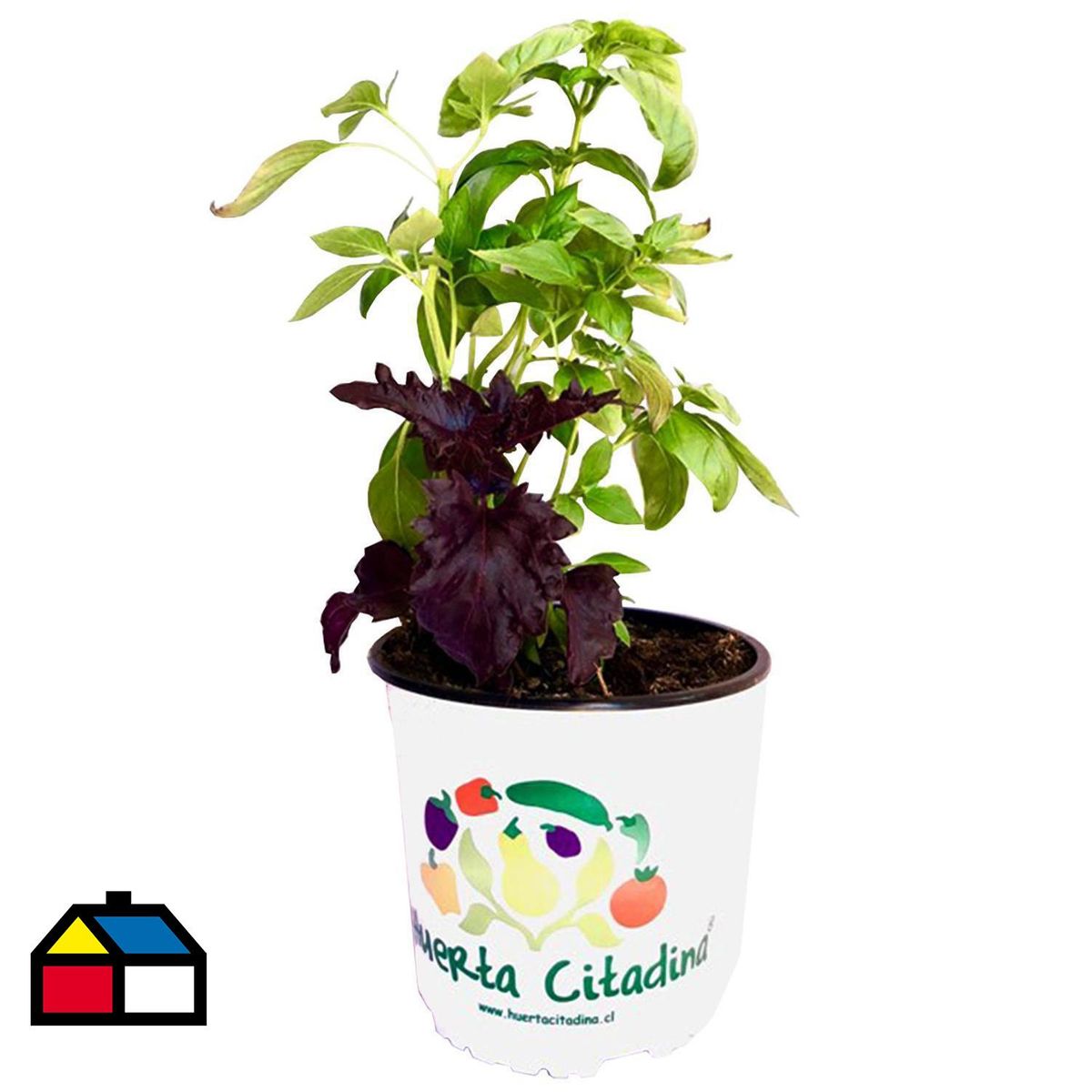 FLORES DE MI TIERRA - Albahaca 20 cm Natural CT14