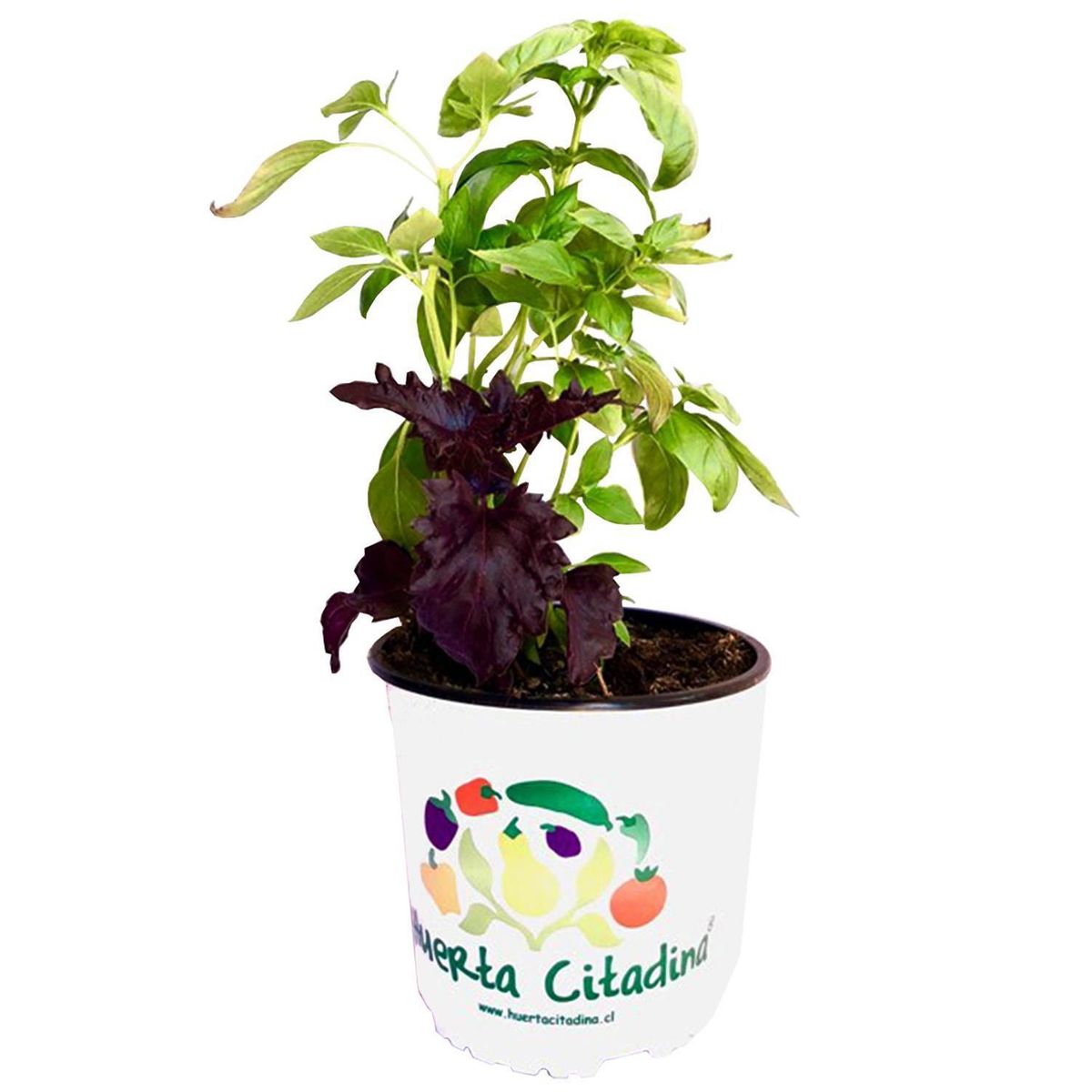 FLORES DE MI TIERRA - Albahaca 20 cm Natural CT14