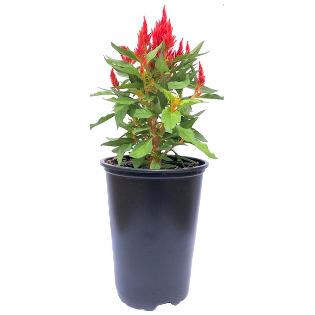 FLORES DE MI TIERRA - Celosia First Flame 25 cm Natural CT14