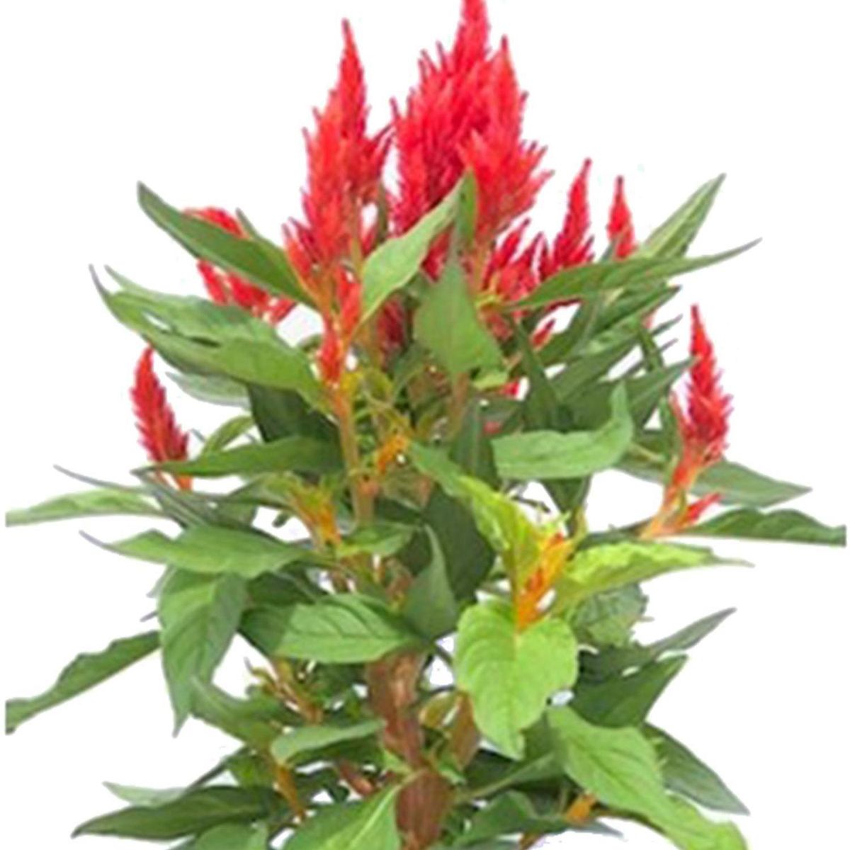 FLORES DE MI TIERRA - Celosia First Flame 25 cm Natural CT14