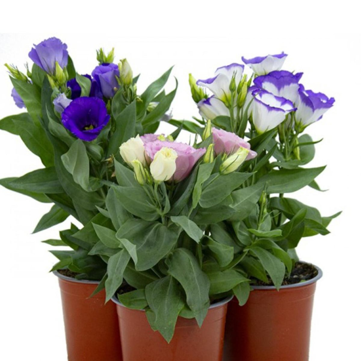 FLORES DE MI TIERRA - Lisianthus Shappire 20 cm Natural CT14