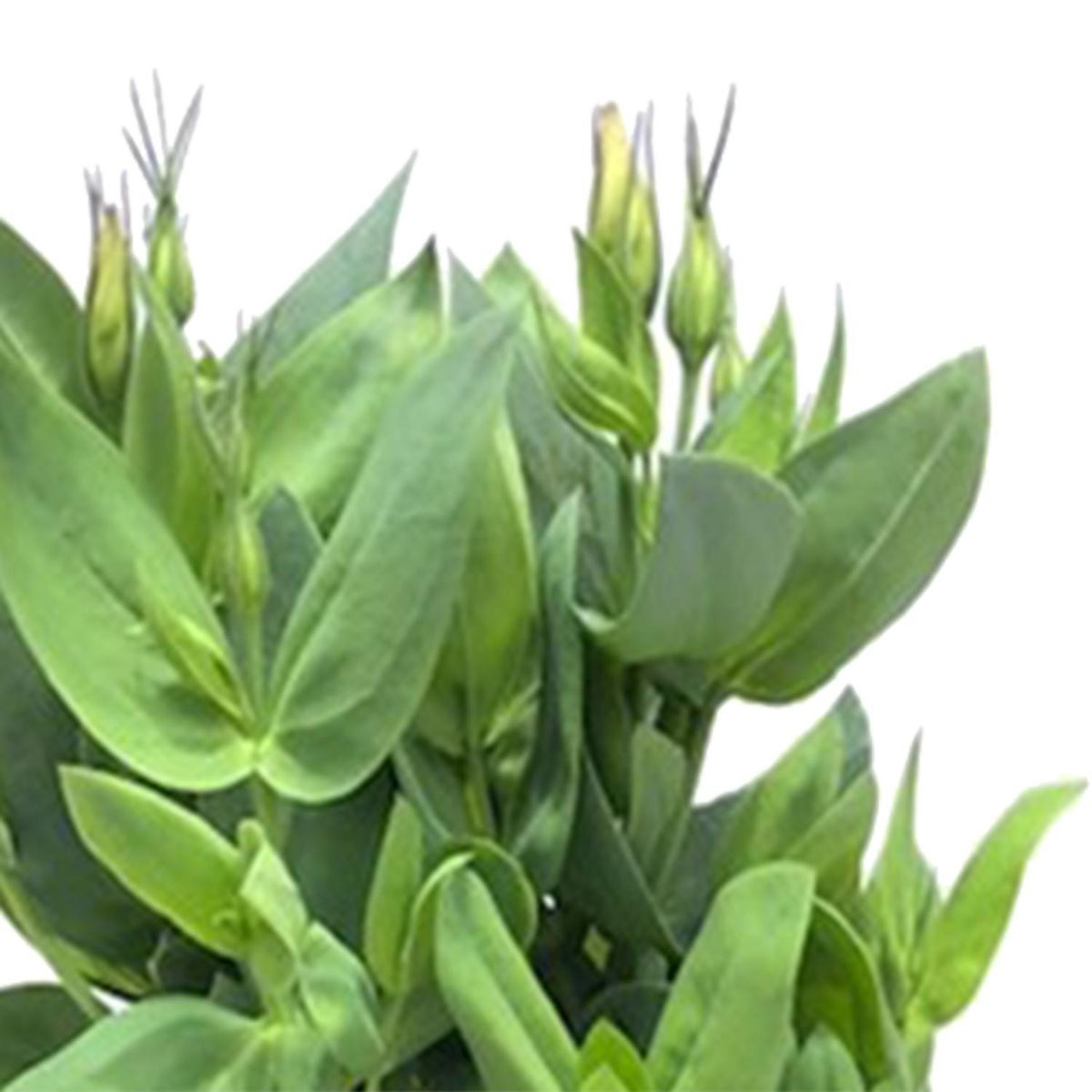 FLORES DE MI TIERRA - Lisianthus Shappire 20 cm Natural CT14