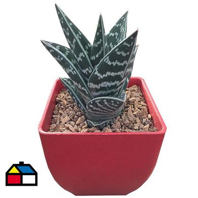 Aloe de coleccin 0,11m CT10