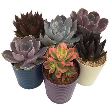 Echeverias Coleccion 5 cm Natural CT9