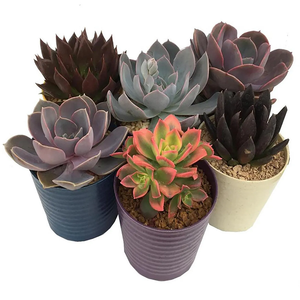 FEROXCACTUS - Echeverias Coleccion 5 cm Natural CT9