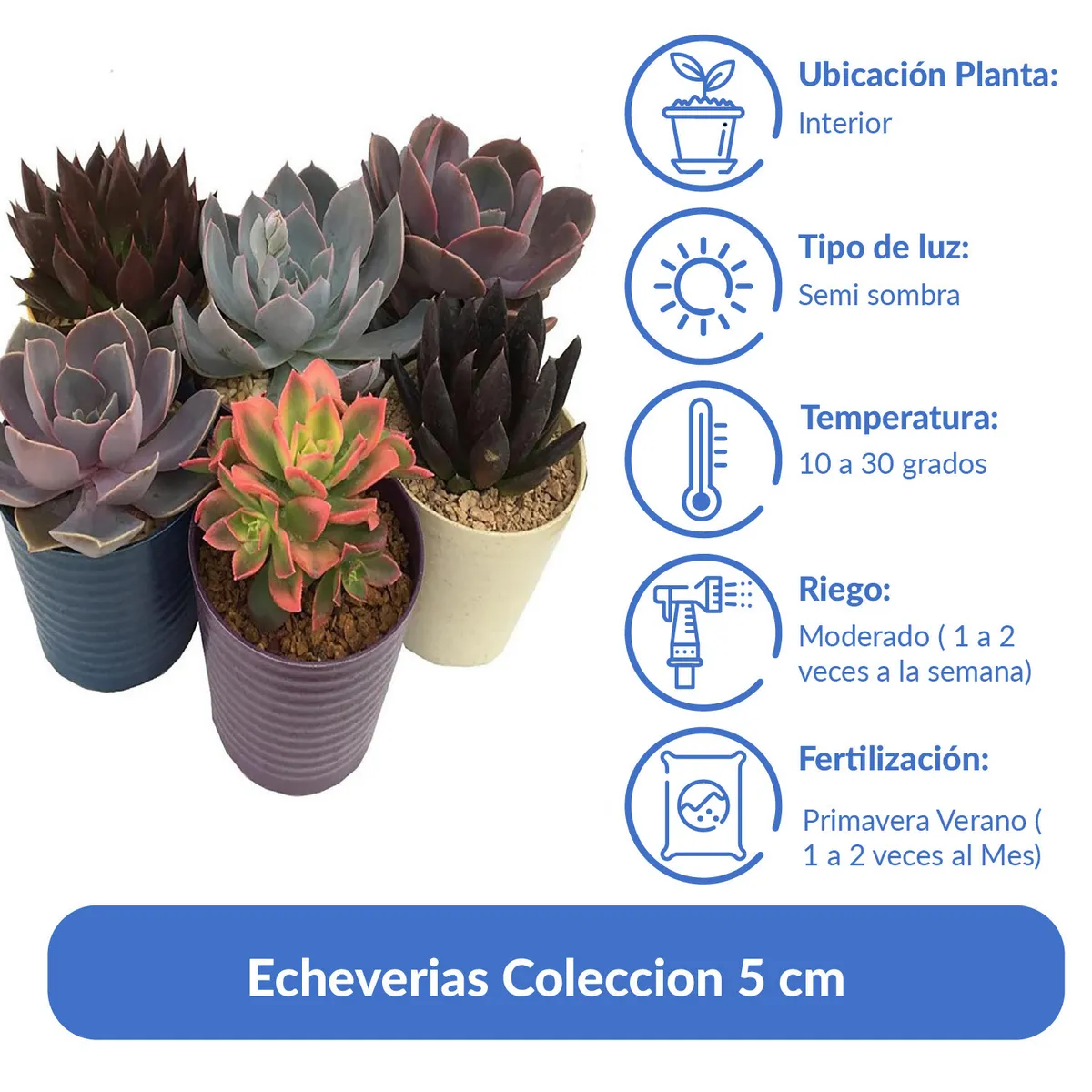 FEROXCACTUS - Echeverias Coleccion 5 cm Natural CT9
