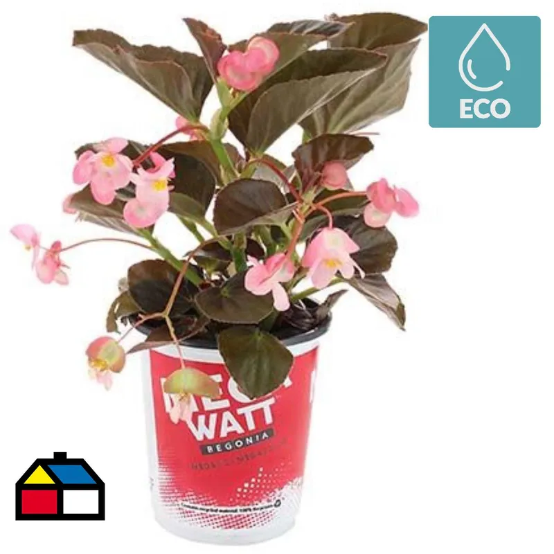 LAS BANDURRIAS - Begonia Megawatt 10 cm Natural CT15