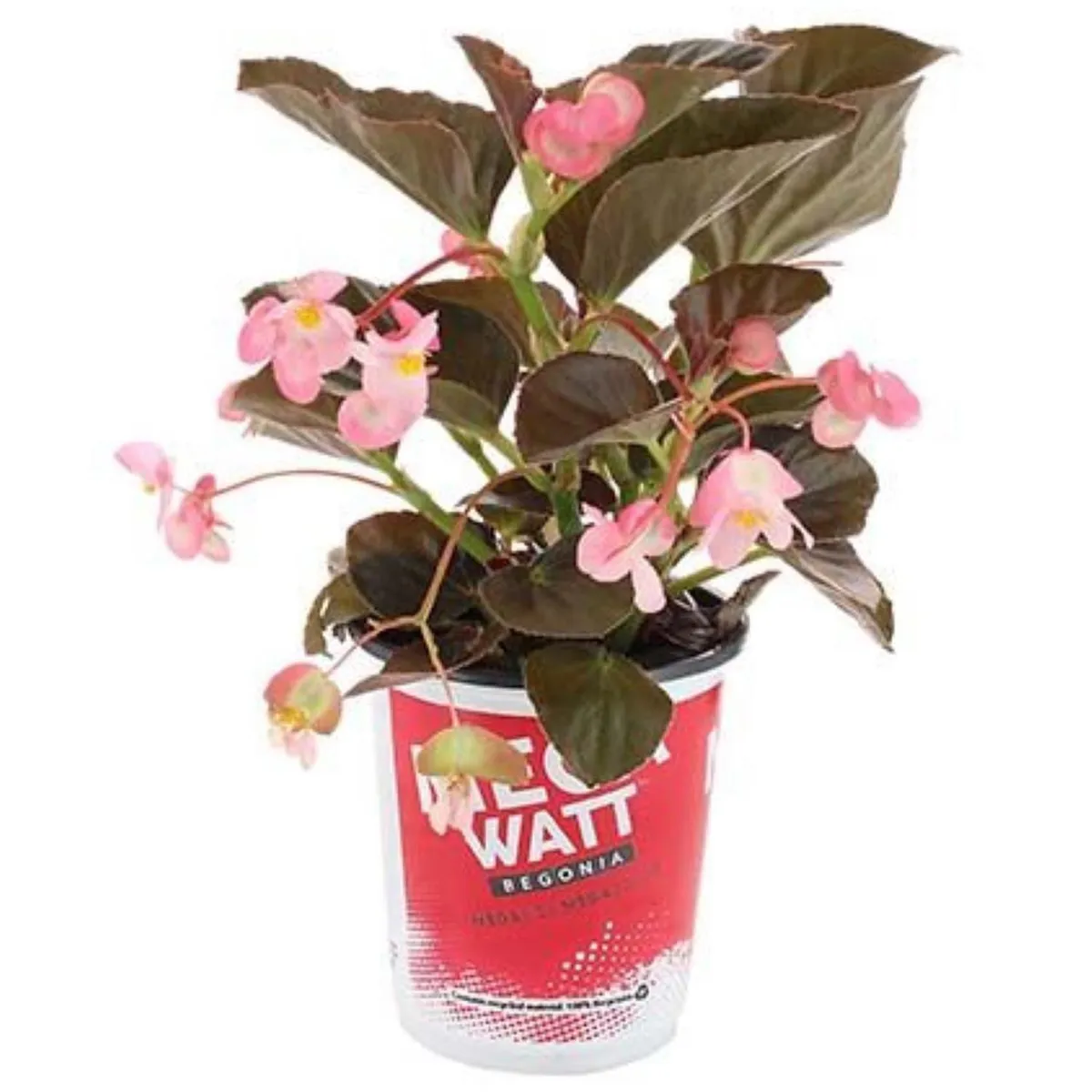 LAS BANDURRIAS - Begonia Megawatt 10 cm Natural CT15
