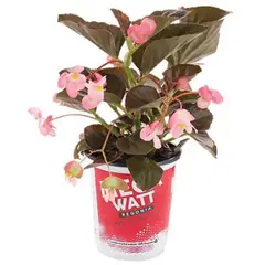 LAS BANDURRIAS - Begonia Megawatt 10 cm Natural CT15