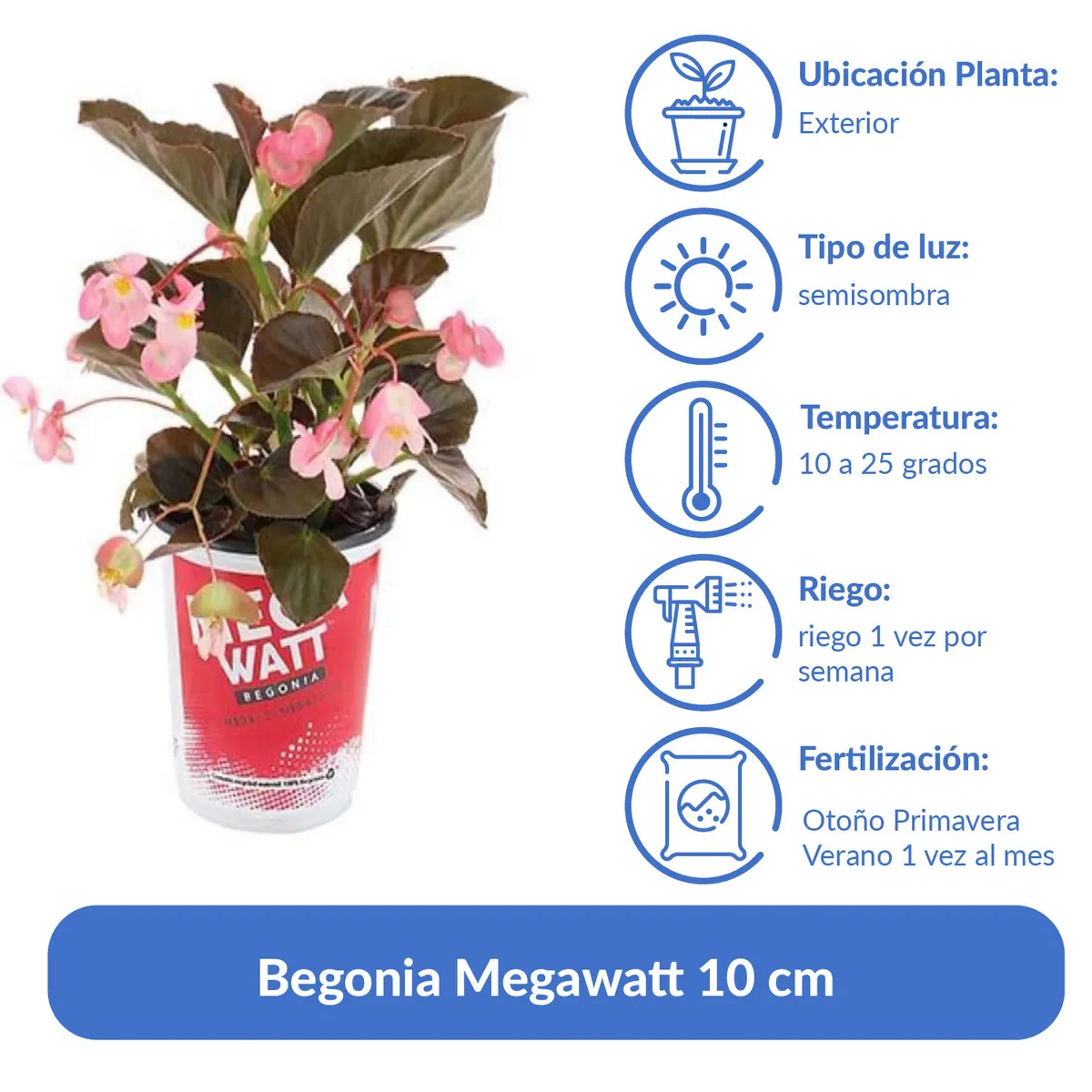 LAS BANDURRIAS - Begonia Megawatt 10 cm Natural CT15