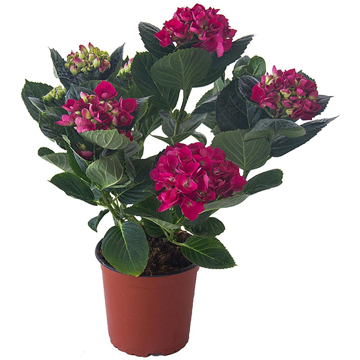 Hortensia 40 cm Natural CT17, marca LAS BANDURRIAS - Foto Principal