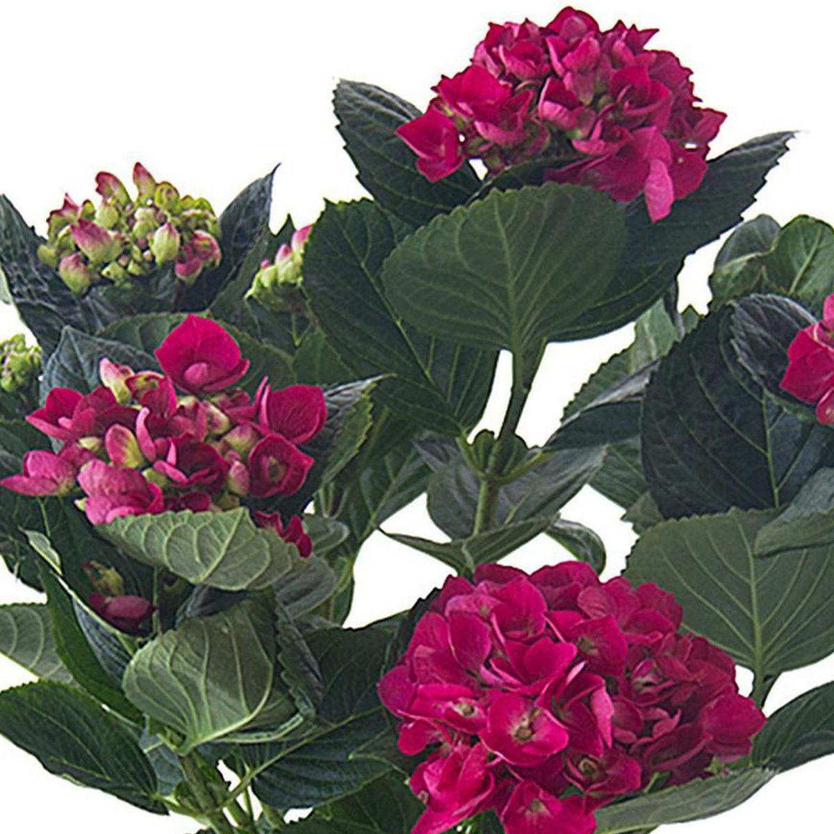 Hortensia 40 cm Natural CT17, marca LAS BANDURRIAS - Foto 2