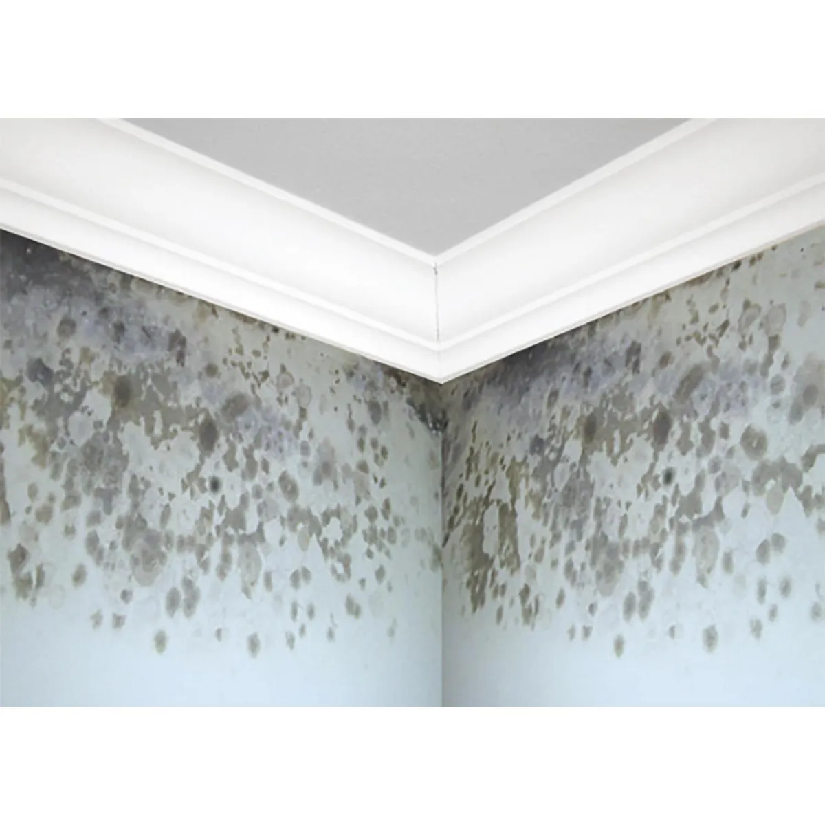 RUST OLEUM - Primer Fondo Mold Killing Tarro 0.25 galón(es) Mate Blanco