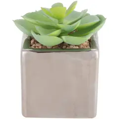 JUST HOME COLLECTION - Arreglo Suculentas 10 cm Verde