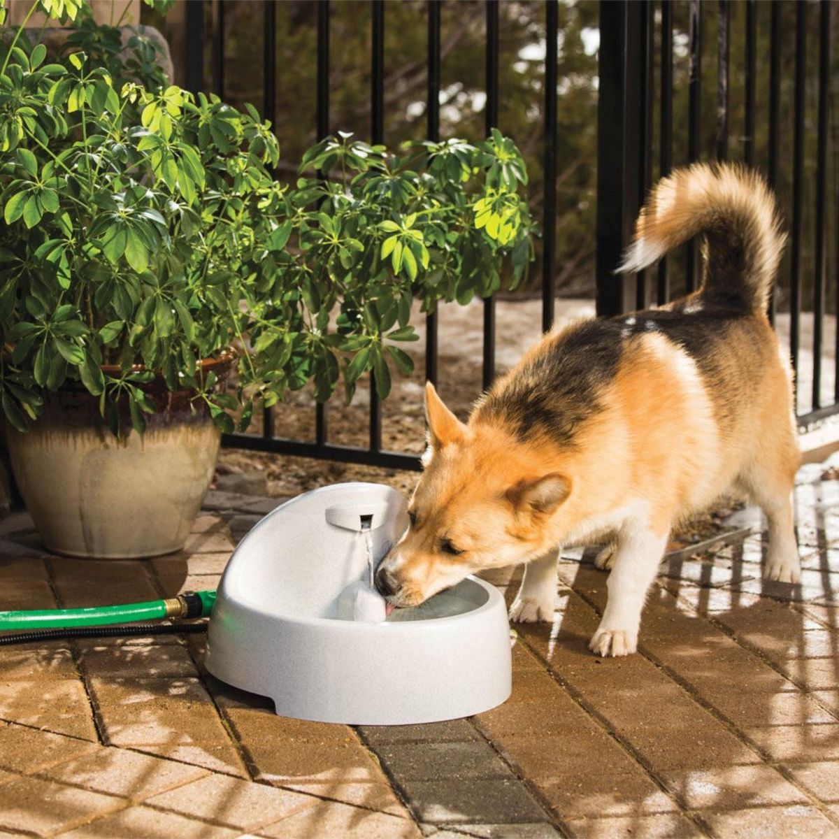 PETSAFE - Fuente de agua Everflow 5 l