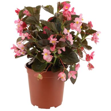 Begonia Megawatt 0,5 m CT24