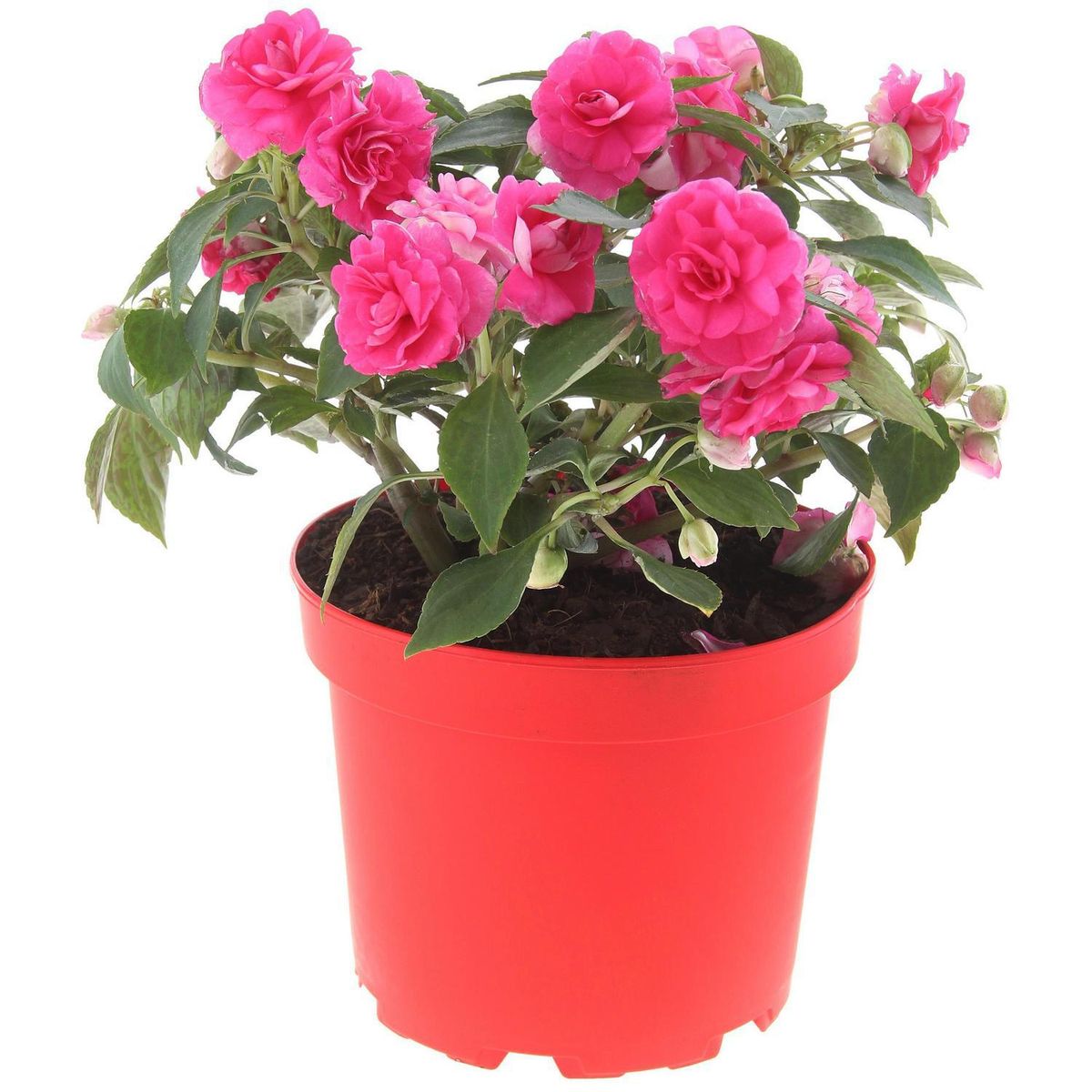 LAS BANDURRIAS - Impatiens Flor Doble 20 cm Natural CT17