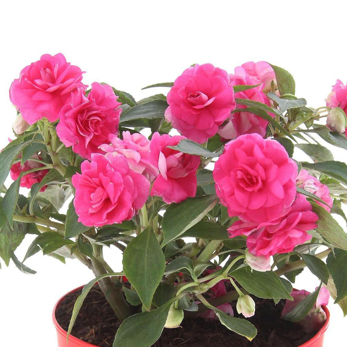 LAS BANDURRIAS - Impatiens Flor Doble 20 cm Natural CT17