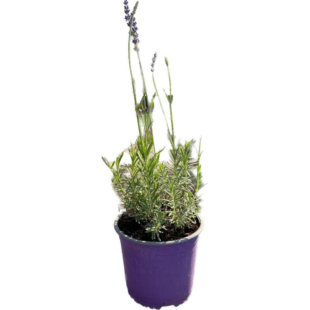 LAS BANDURRIAS - Lavanda Blue Spear 30 cm Natural CT17