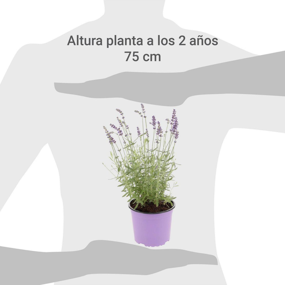 LAS BANDURRIAS - Lavanda Blue Spear 30 cm Natural CT17
