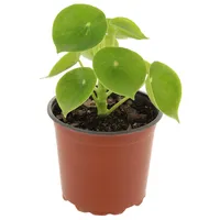 Peperomia Cuchara 10 cm Natural CT14