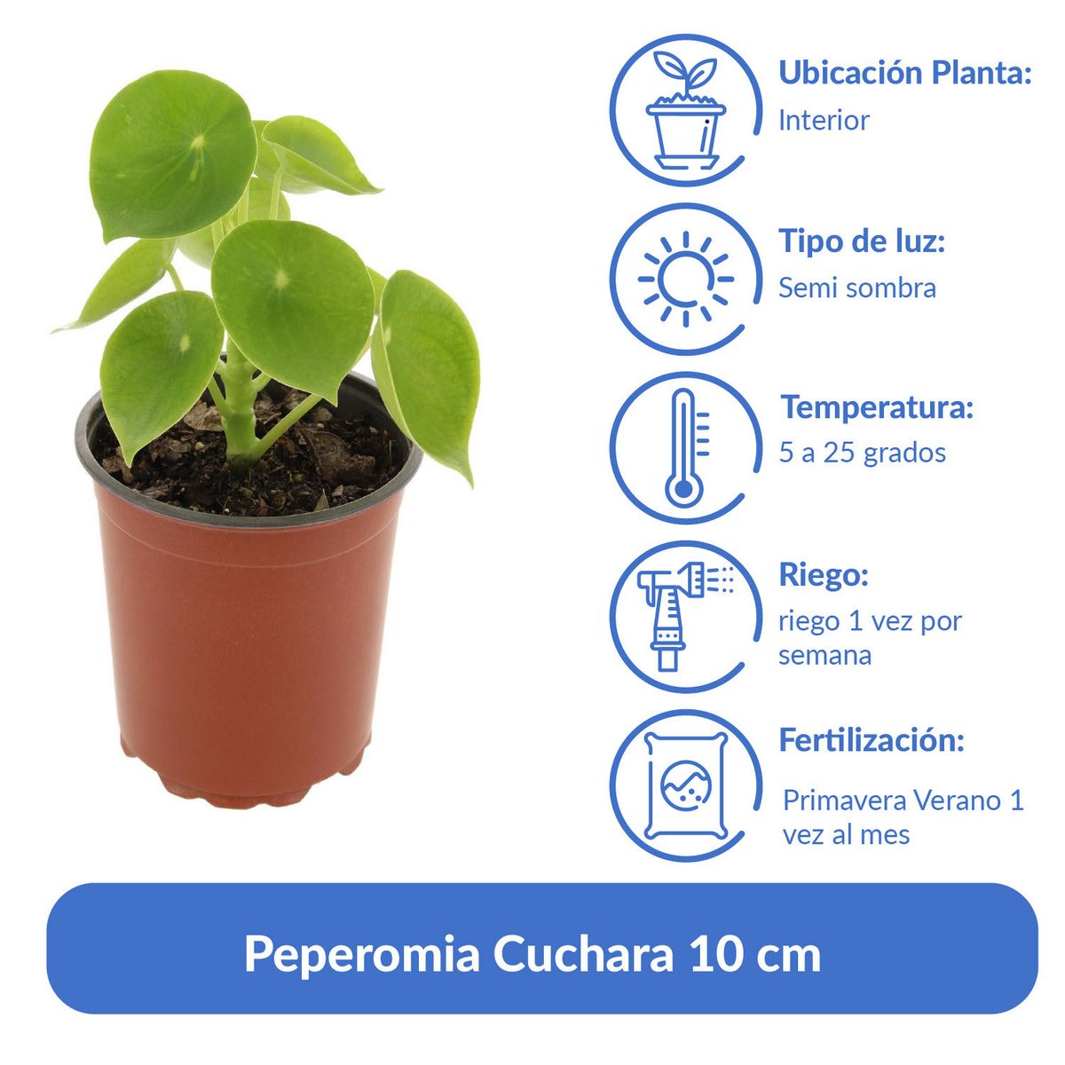LAS BANDURRIAS - Peperomia Cuchara 10 cm Natural CT14