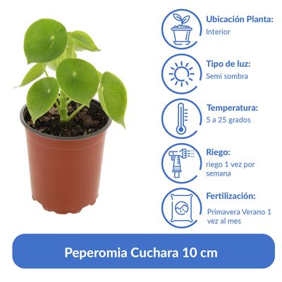 Imagen 2 del producto Peperomia Cuchara 10 cm Natural CT14