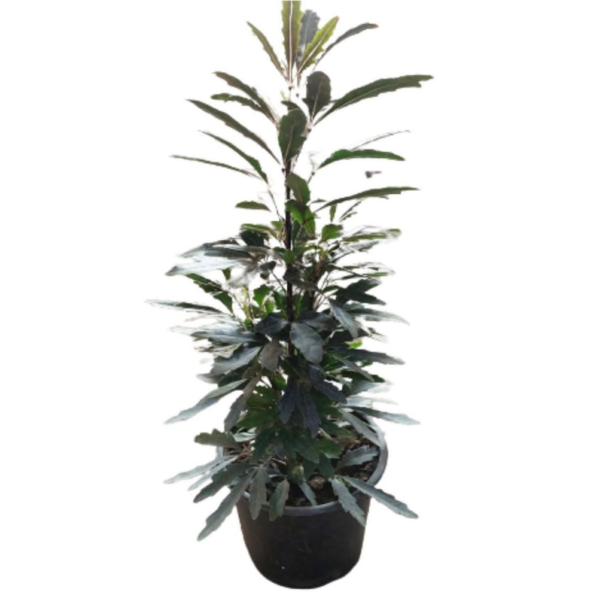 LAS BANDURRIAS - Aralia Elegantisima 10 cm Natural CT15