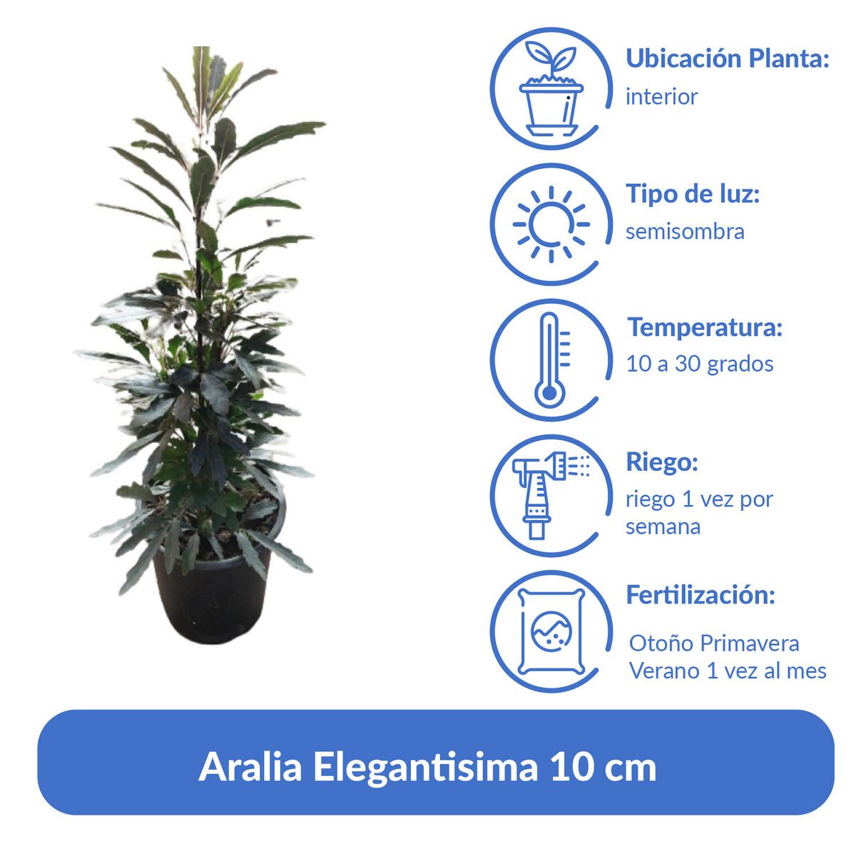 LAS BANDURRIAS - Aralia Elegantisima 10 cm Natural CT15