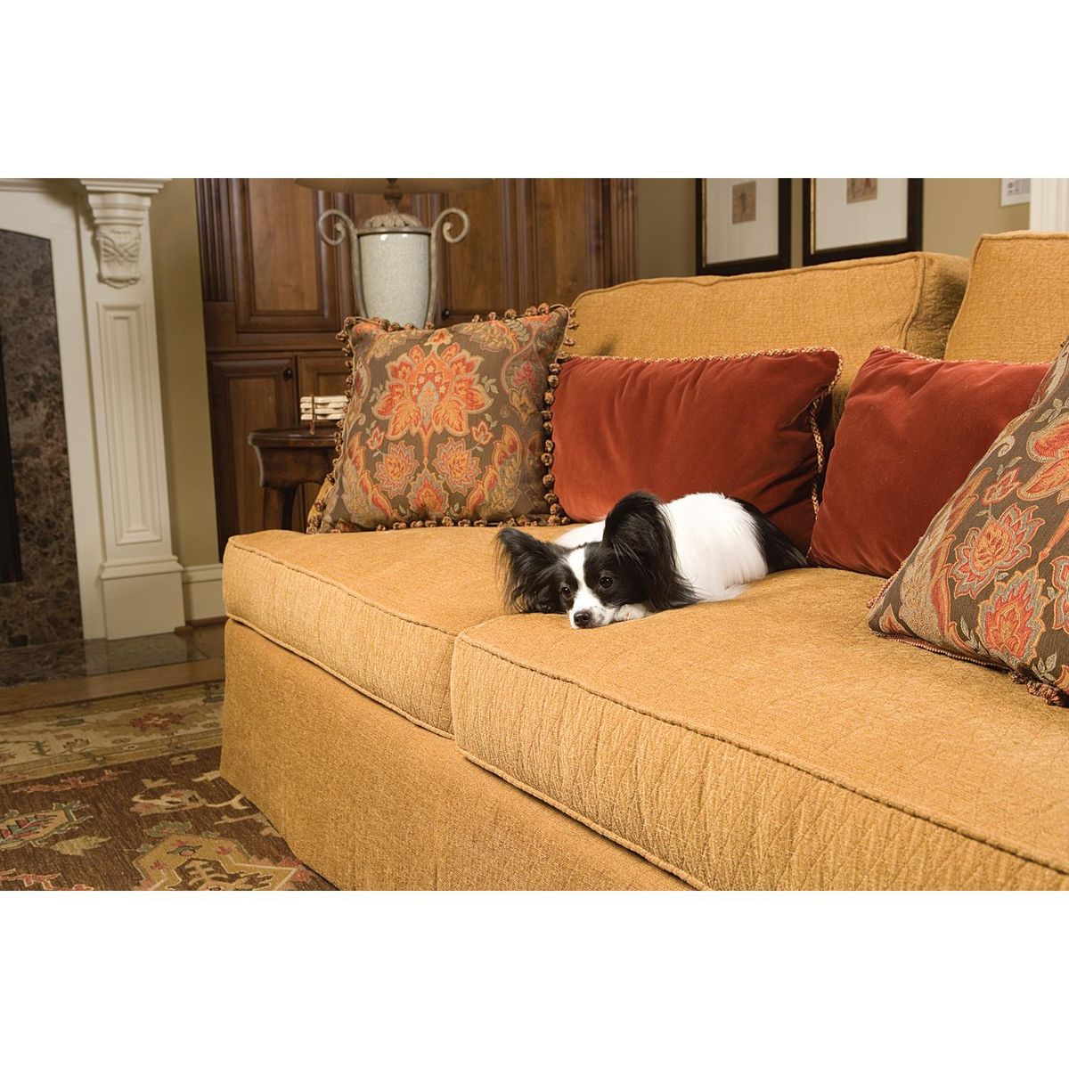 PETSAFE - Barrera Instantánea Indoor Inalámbrica Con 1 Collar Para Perro