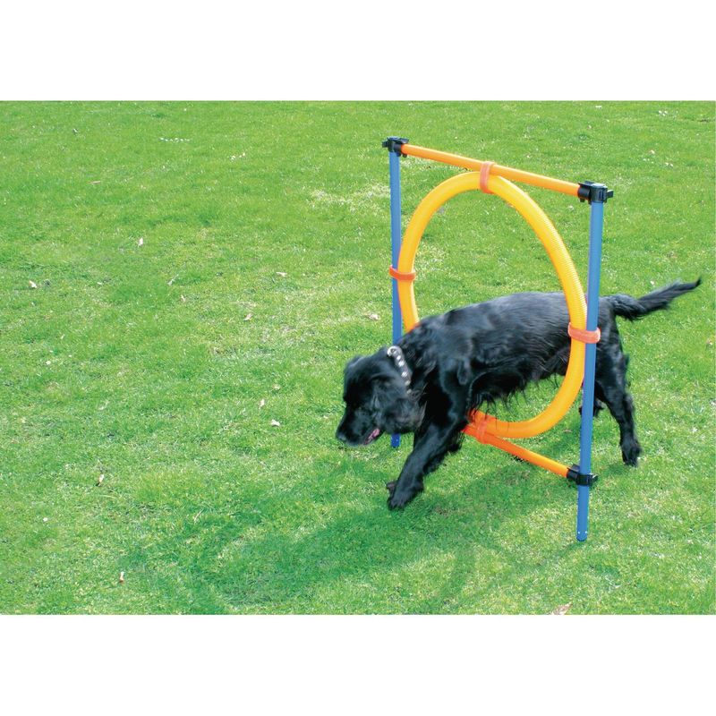 PAWISE - Aro agility perro