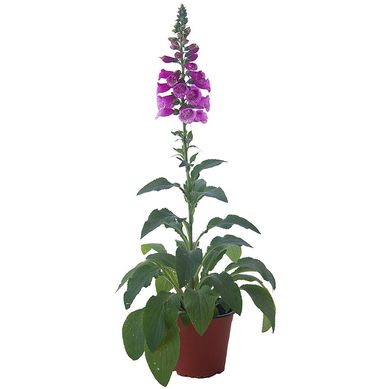 Digitalis 0,70 m