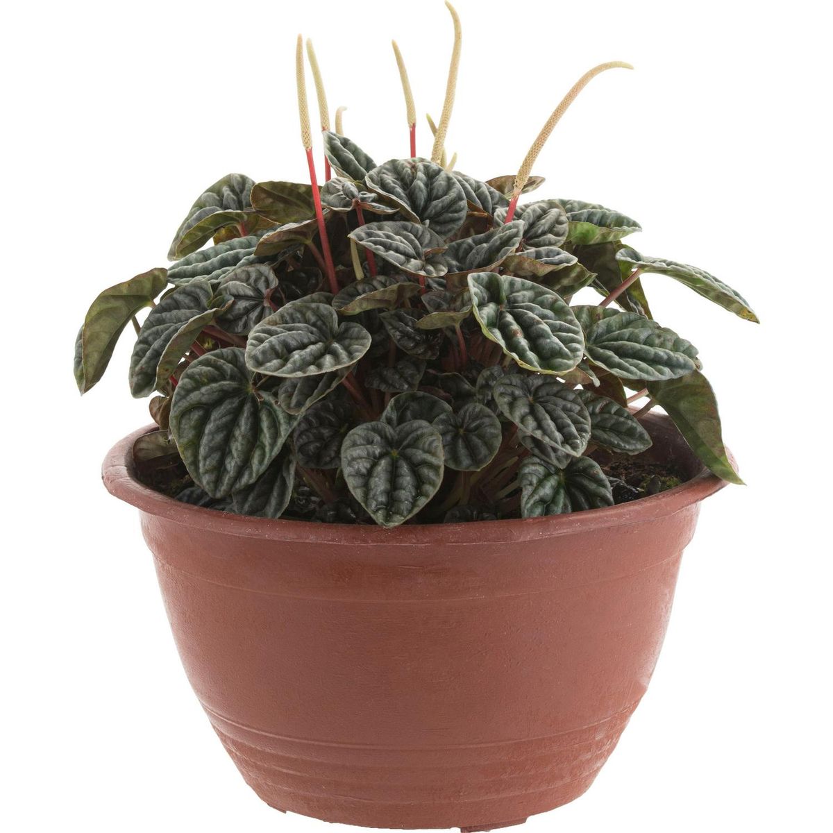 LAS BANDURRIAS - Pepperomia Caperata 30 cm Natural CT20