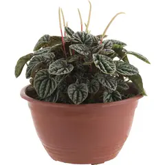 LAS BANDURRIAS - Pepperomia Caperata 30 cm Natural CT20